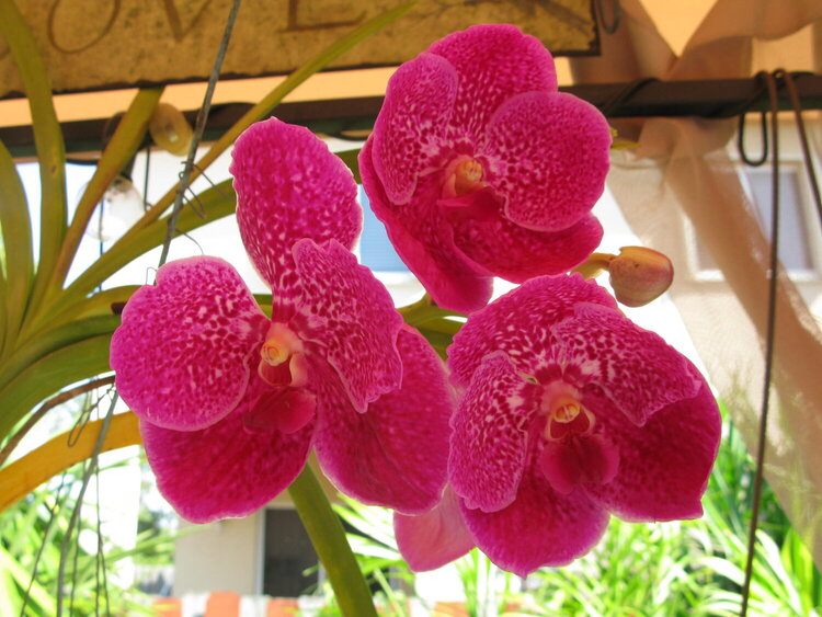 My Orchid