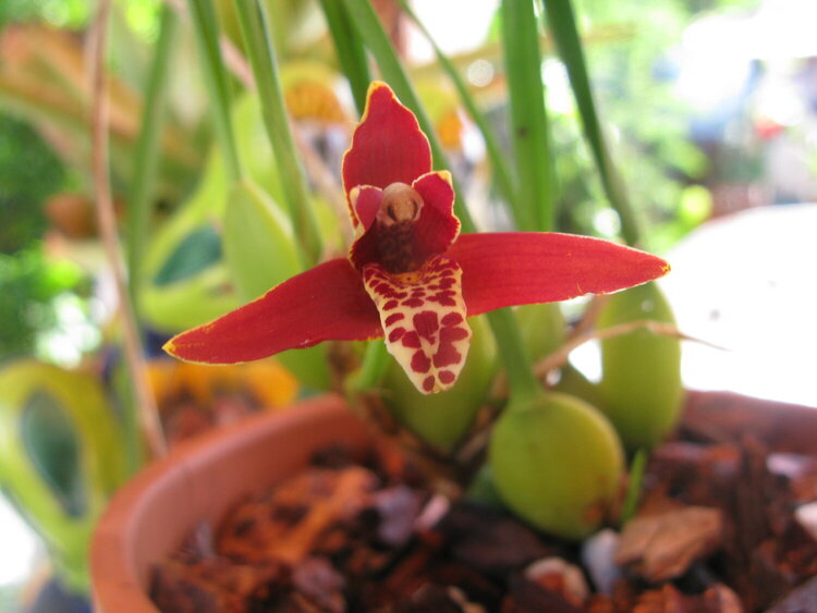 My Little Orchid.....