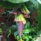 My Banana Tree