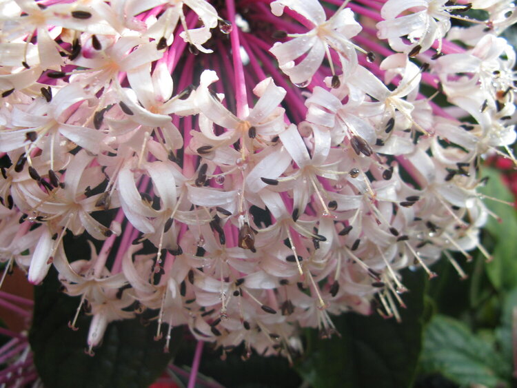 POD #6 Blooming Flowers Clerodendrum
