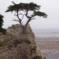 The &quot;Lone Cypress&quot;