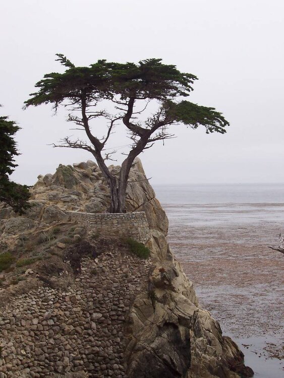 The &amp;quot;Lone Cypress&amp;quot;
