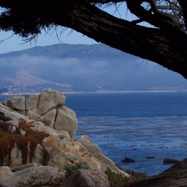 Along the 17 mile drive