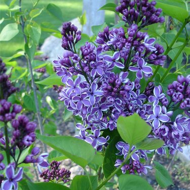 Imagine Lilacs