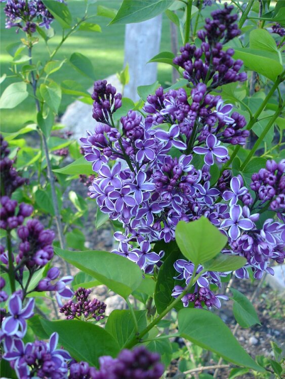 Imagine Lilacs