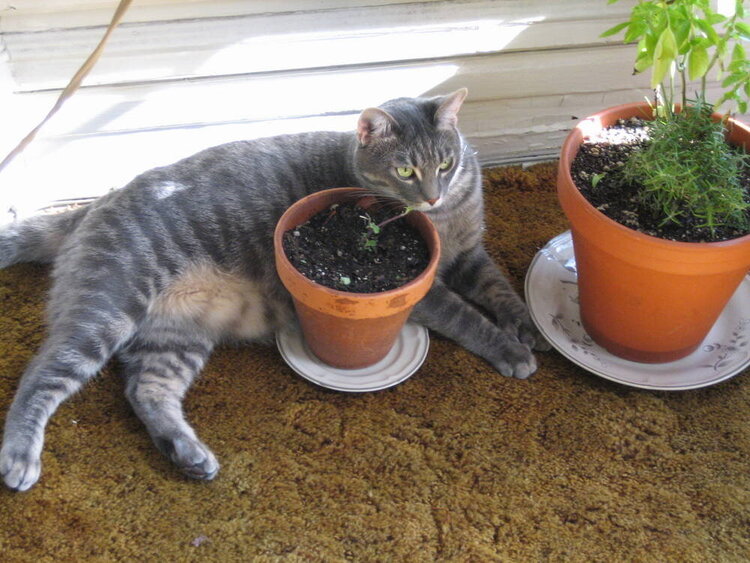 Binky and the naked catnip plant