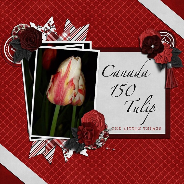 Canada 150 Tulip