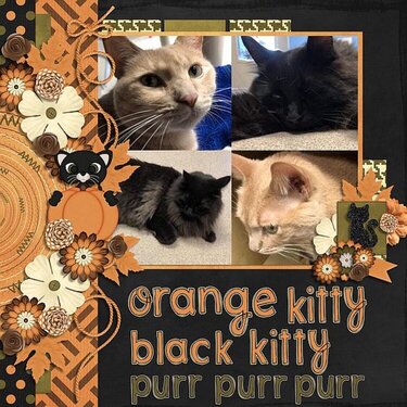 Orange Kitty Black Kitty Purr Purr Purr