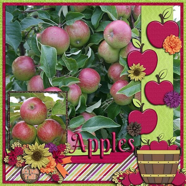 Apples in the backyard
