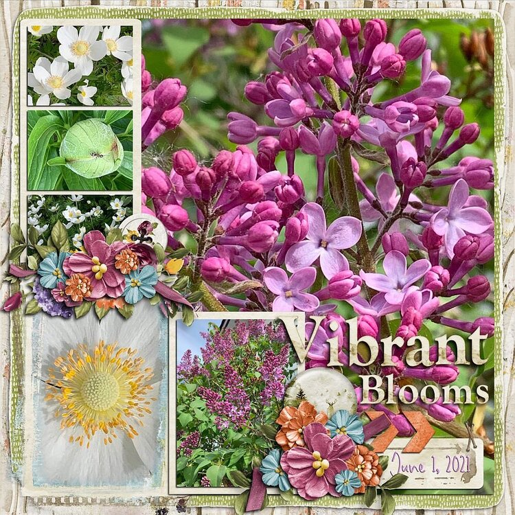 Vibrant Blooms