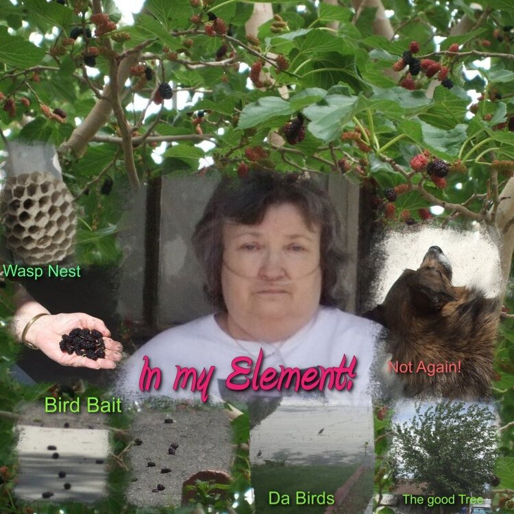 IN MY ELEMENT!   NATURE&#039;S MULBERRY TREE AND BIRDS