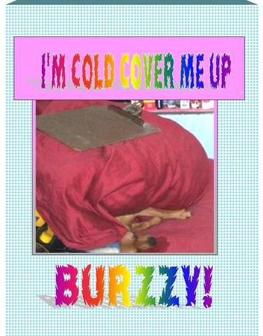 BURZZY! I&#039;M COLD! COVER ME UP! WHERE&#039;S BLANKY?