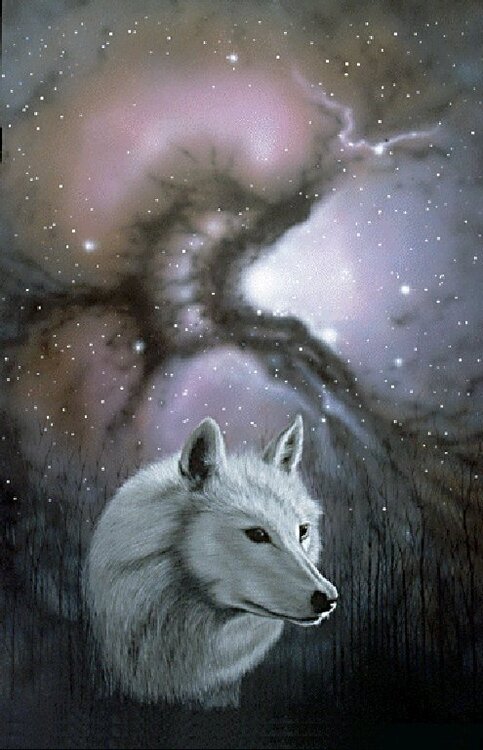 WOLF AND STARS, THE TEACHER IS ALWAYS WATCHING