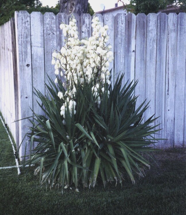 YUCCA PLANT GROWING IN MY YARD