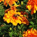 Bumble Bee in ORANGE mums