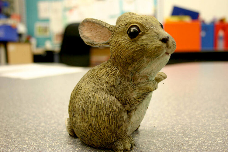 Fake Bunny Rabbit
