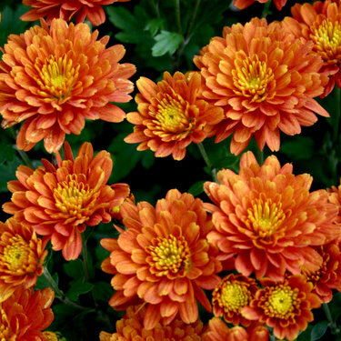 Fall Orange Flowers