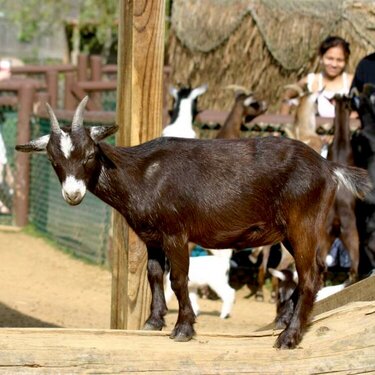 Brown Goat