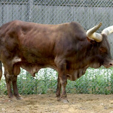 brown bull