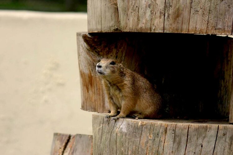 Prarie Dog