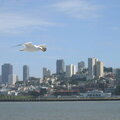 San Francisco Skyline