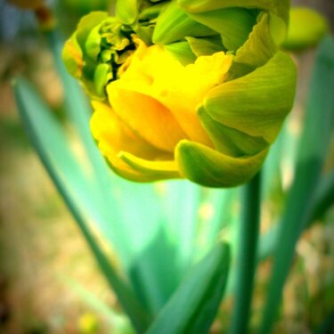 daffodill blooms