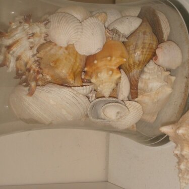 Seashells!
