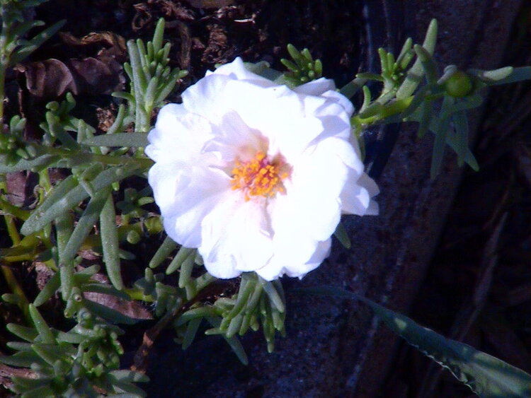 August photo challenge 8/3   Lone Moss Rose