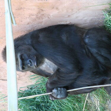 Calgary Zoo - Aug 2006