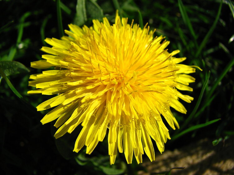 Dandelion!