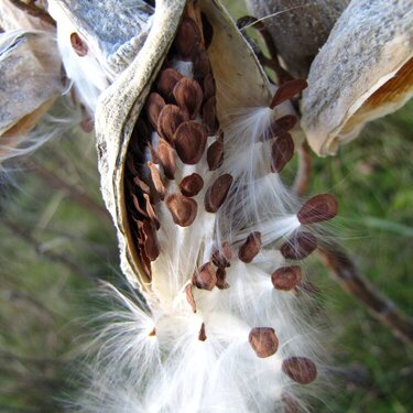 seed pod of butterfly milkweed