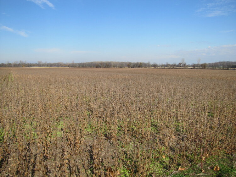 bean field