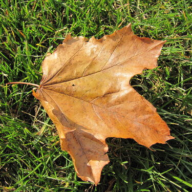 fall leaf