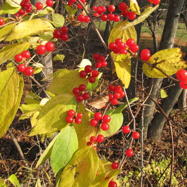 fall berries