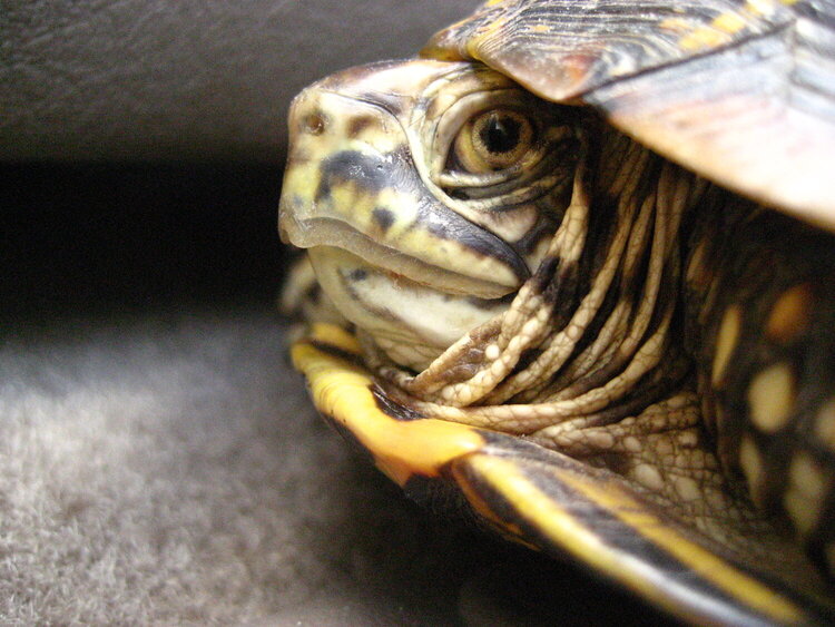 Our rescued turtle