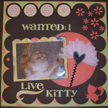Wanted: 1 live kitty