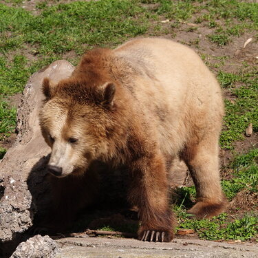 bear