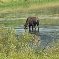 Female moose in the Grand Tetons