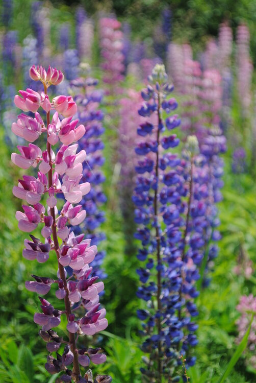 More Lupins!