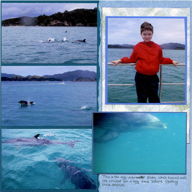 New Zealand Dolphin swim