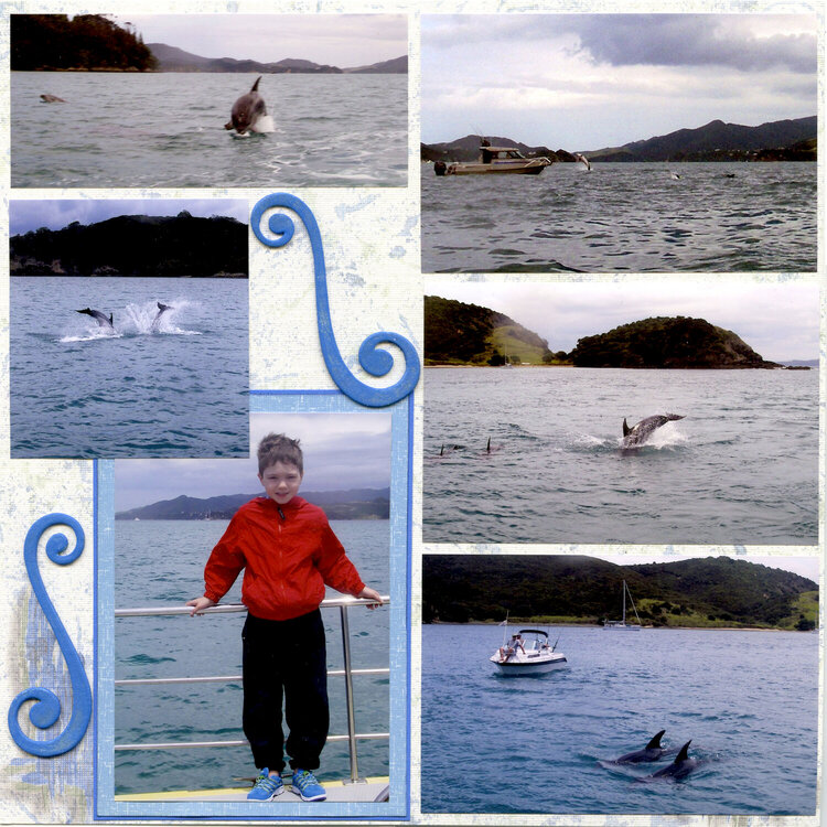 New Zealand Dolphin swim