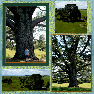 New Zealand - Hobbiton - Bilbo&#039;s Party Tree