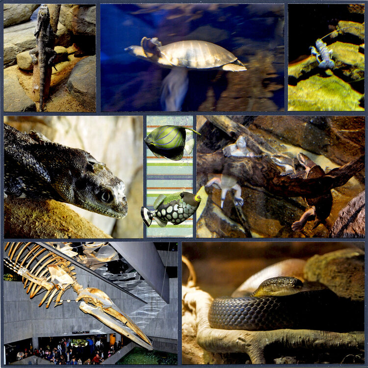 National Aquarium - Baltimore