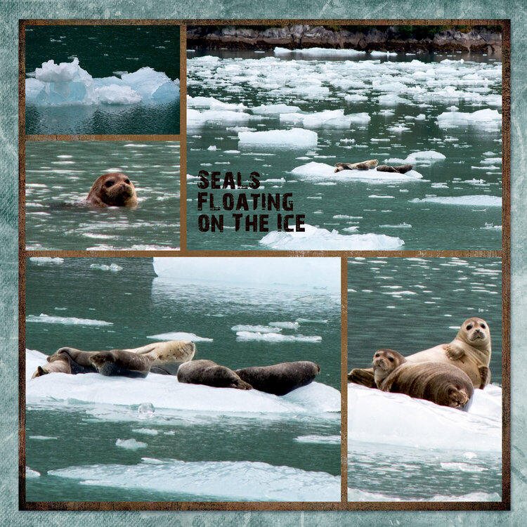 Seals on Ice