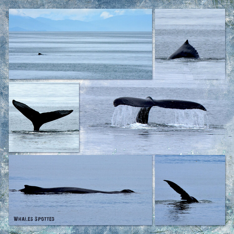 Whales in Alaska