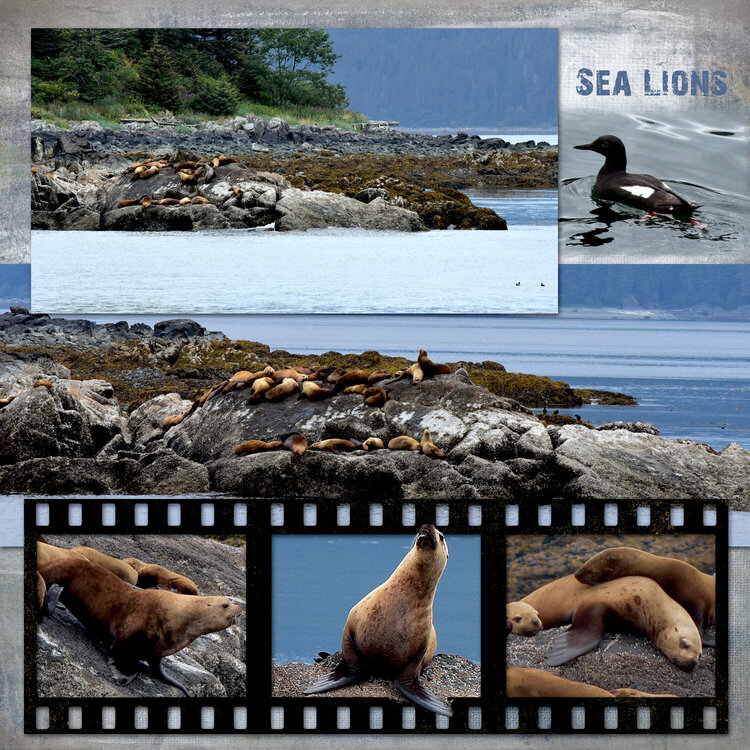 Sea Lions in Alaska