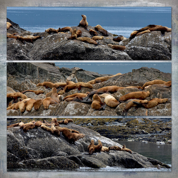 Sea Lions in Alaska