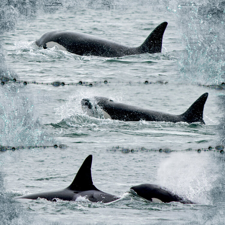 Whales in Alaska