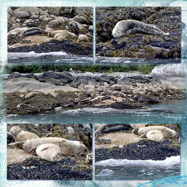 Seals in Skagway, Alaska