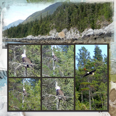 Eagles in Skagway, Alaska